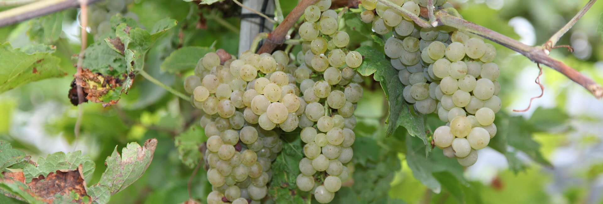 Eine Weinrebe mit grünen Trauben hängt an einem Weinstock zwischen grünen Blättern.