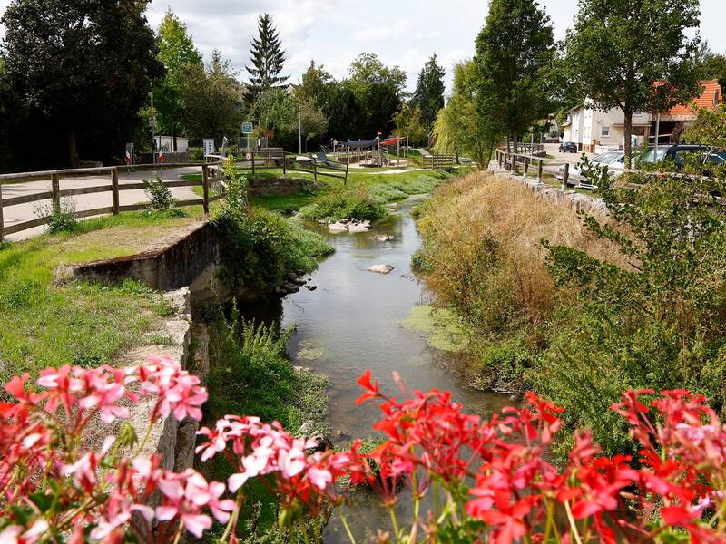 Eine kleine, von Bäumen gesäumte Flusslandschaft fließt durch eine ländliche Gegend mit einem Fußweg und parkenden Autos am Straßenrand, im Vordergrund blühende rote Blumen.