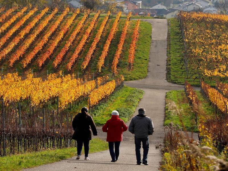 Drei Personen spazieren auf einem Weg durch herbstlich gefärbte Weinberge.