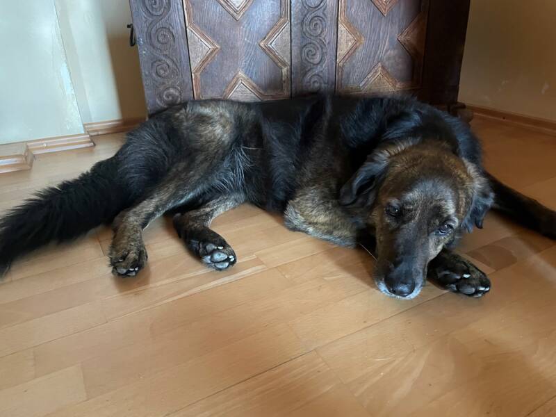 Ein großer, dunkelbrauner Hund liegt auf einem Holzboden vor einem verzierten Holzmöbelstück und sieht entspannt aus.