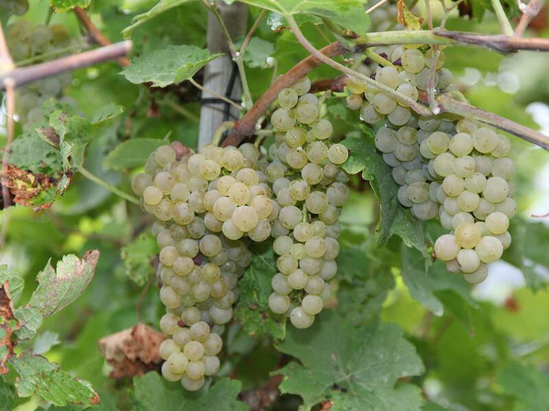 Einige helle Trauben hängen an einem Weinstock, umgeben von grünen Blättern.